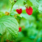 Membaiki Raspberry Care - Aktiviti Musim Gugur