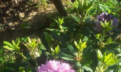 Péče o rododendrony - několik triků Jak krmit rododendron na jaře