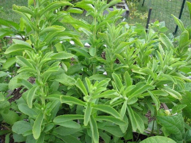 Stevia garden care