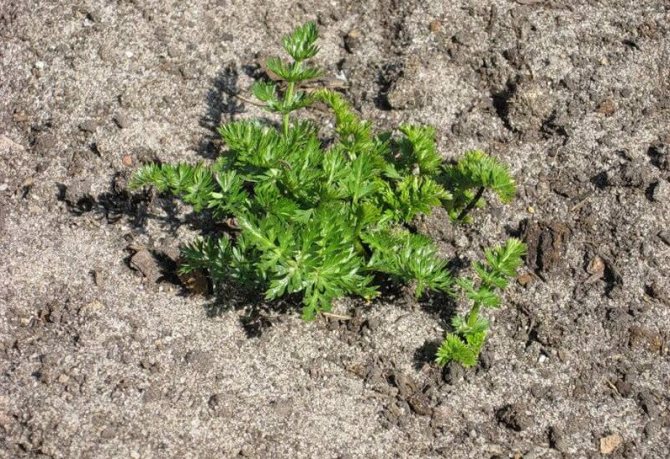 Caring for caraway seeds when growing