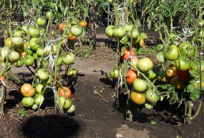 Utomhusvård av tomat