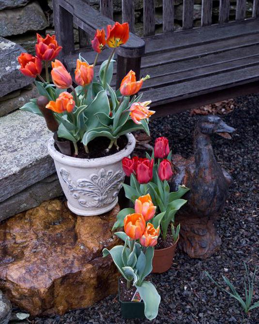 caring for tulips after flowering in a pot