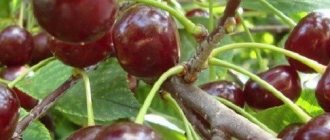 Cherry care throughout the season, or how to care for cherries all year round