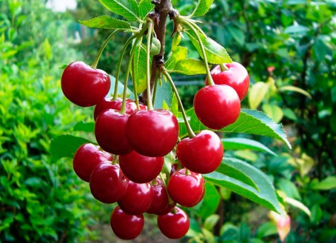 Pag-aalaga ng cherry sa pruning ng taglagas at pagpapakain