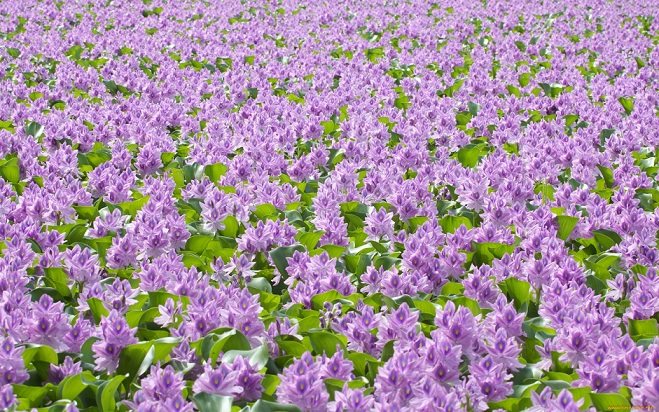 Pangangalaga sa hyacinth ng tubig