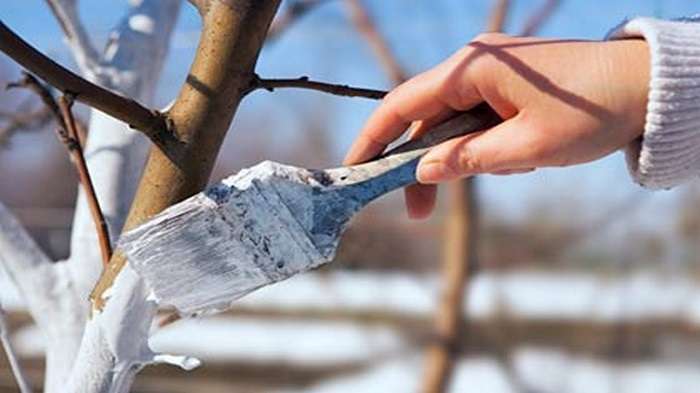 Äppelträd vård på våren hur man tar hand om en god skörd skadedjursbekämpning