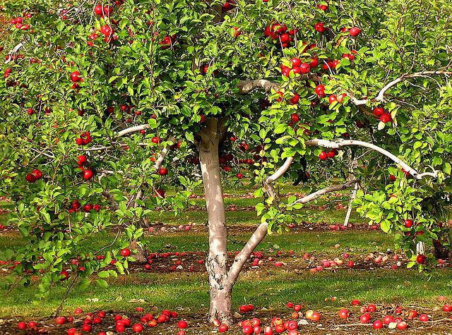 грижа за ябълково дърво