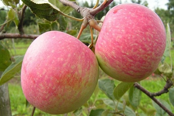 äppelträd vård