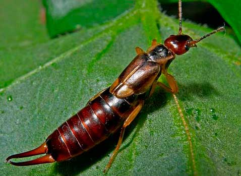 Earwig (two-tailed) - what is dangerous for humans, how to get rid of?