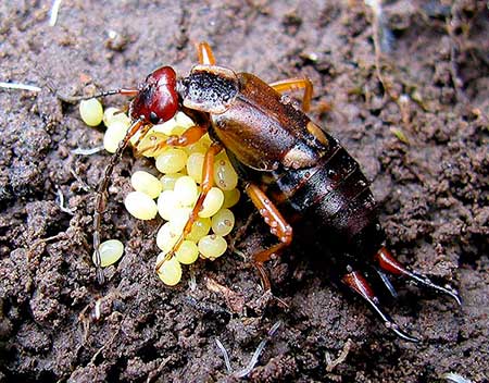 Earwig lays eggs (two-tailed larvae)