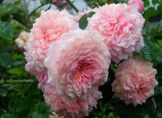 William Christie - vytrvalé stříkací růže do zahrady: fotografie a jméno
