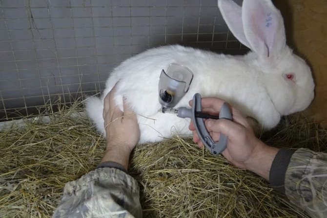 Injekce králíkům