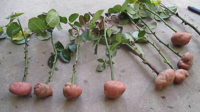 Rooting cuttings in a potato tuber.