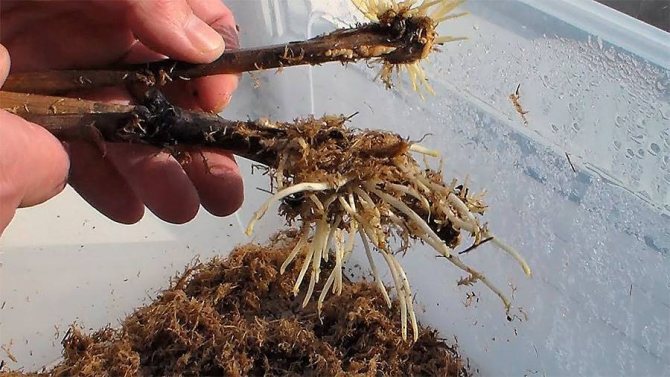 Înrădăcinarea butașilor de struguri în substrat.