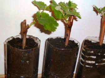 Rooting grape cuttings in spring from winter in water
