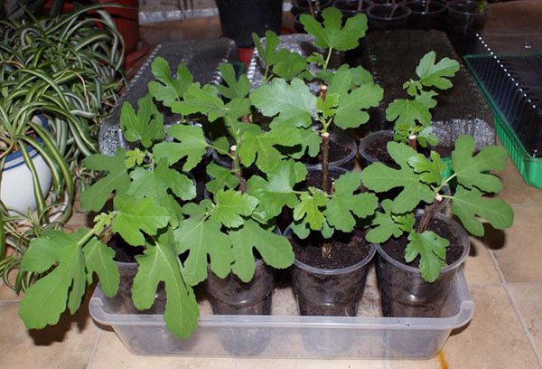 Rooted fig cuttings