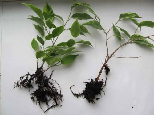 Rooted cuttings of ficus Benjamin