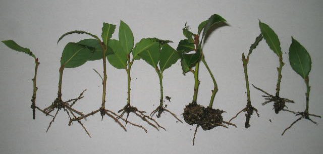 Rooted laurel cuttings
