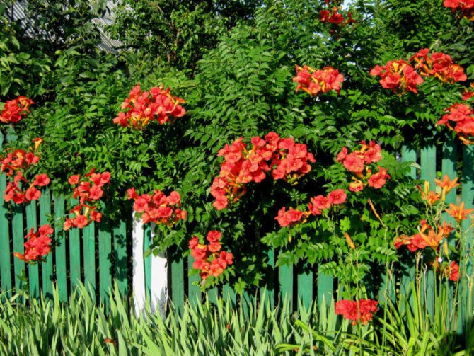 Décoration de clôture avec des plantes grimpantes