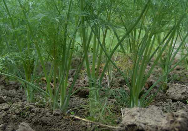 Dill planting in autumn