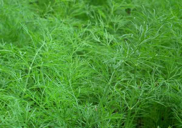 Dill cultivation