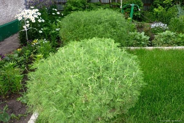 dill tree in the garden