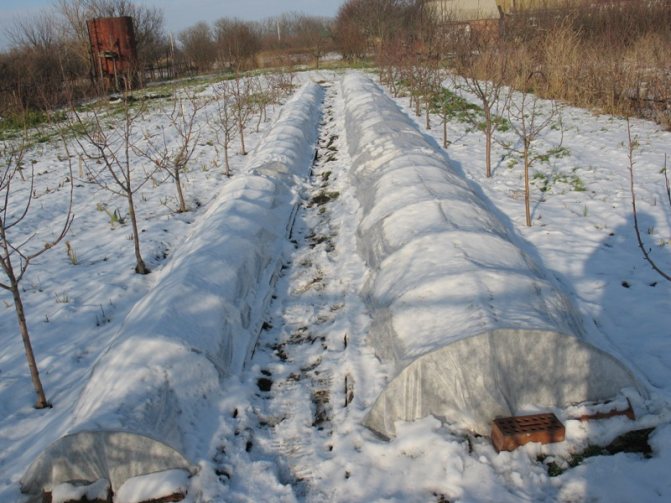 Shelter for flowering horticultural crops for the winter