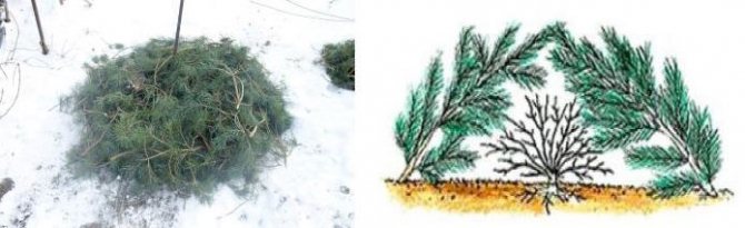 مأوى نبات لفصل الشتاء مع فروع شجرة التنوب