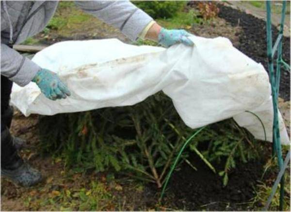 Cover roses as close as possible to the onset of frost to prevent debate processes