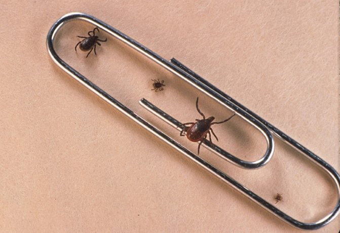 Tick ​​bite: what to do if bitten by a tick. An effective remedy for ticks