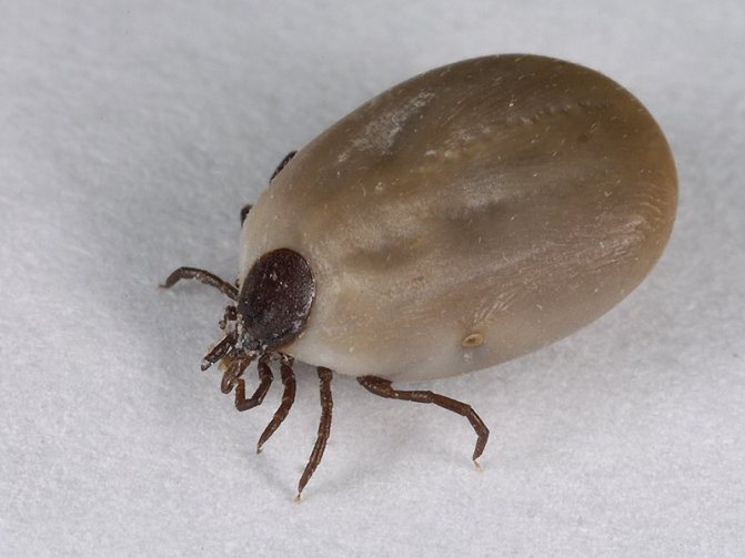 Tick ​​bite: what to do if bitten by a tick. An effective remedy for ticks