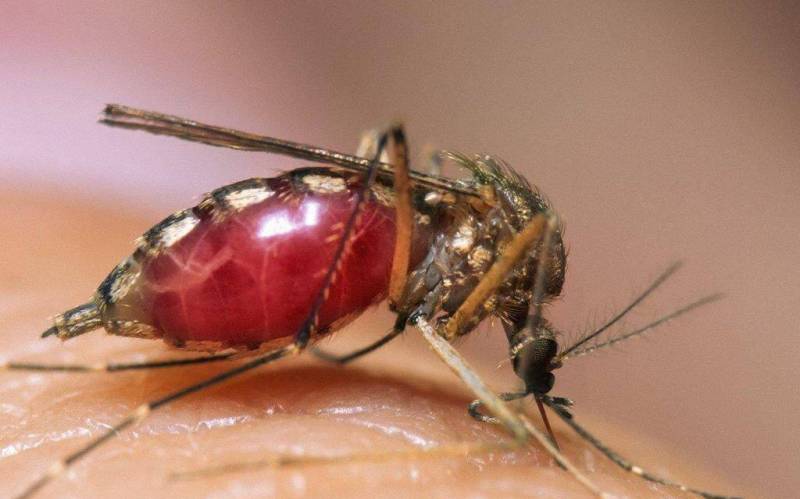Ухапване от комар: описание, опасност за хората, методи за лечение