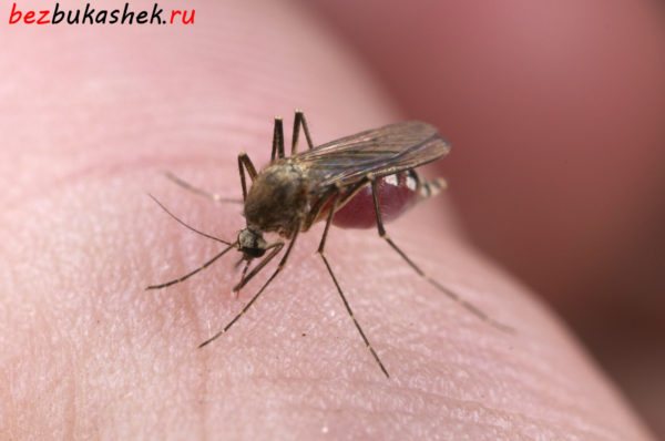 Ухапване от комар
