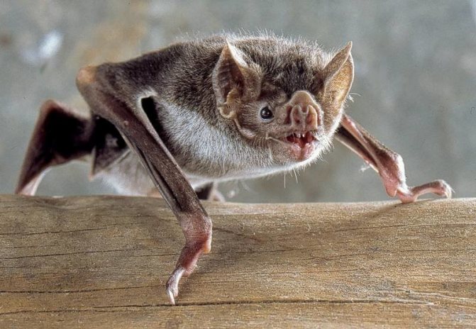 Bat bite