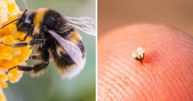 Ужилване на пчела по кожата