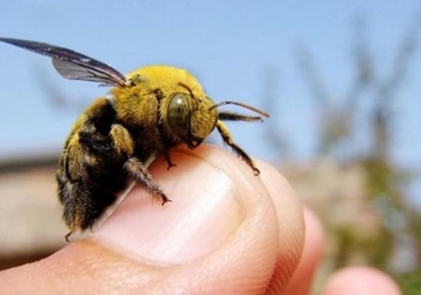 يمكن أن تؤدي لدغة النحلة الطنانة إلى تفاعلات حساسية شديدة