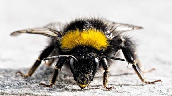Bumblebee bite is especially dangerous for people prone to allergic reactions