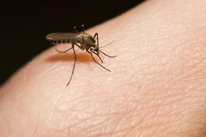 ухапвания от комари