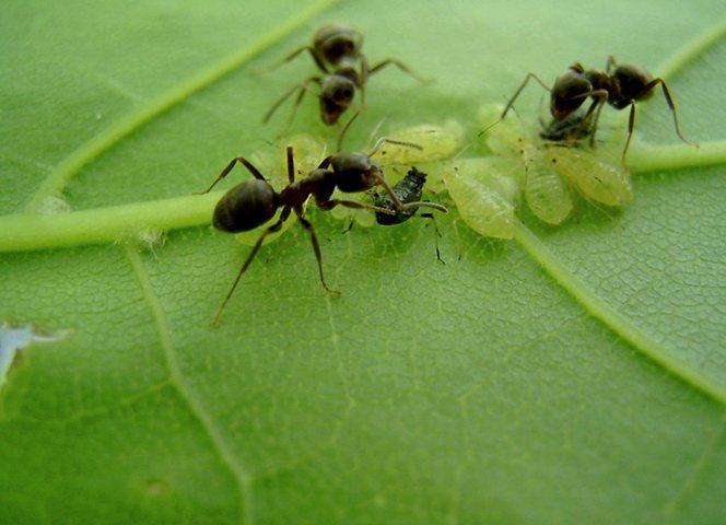 Ant bites
