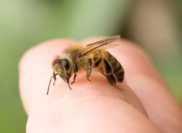 Ang mga litrato ng Bee stings