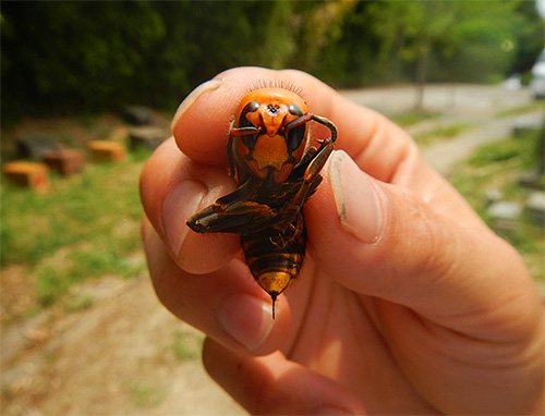 Japanese giant hornet bites, especially multiple bites, are extremely dangerous to humans.