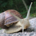 Snail - a pest for the gardener