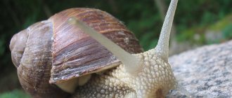 Snail - isang peste para sa hardinero