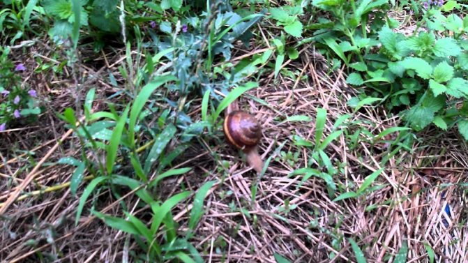 Ang snail ay mahilig sa mga tambak