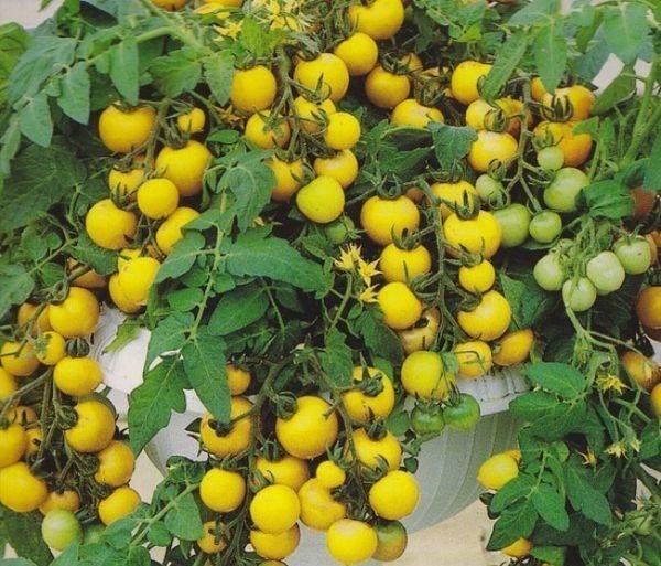 Ultra-tidigt mogna lågväxande sorter av Aztec-tomater