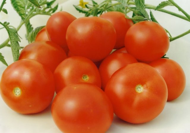 Velmi rané zrání podměrečných odrůd rajčat Aurora F1