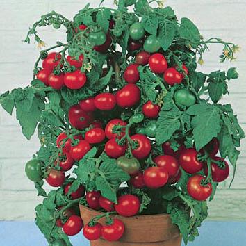 Ultra-tidigt mogna lågväxande tomatsorter Boni MM