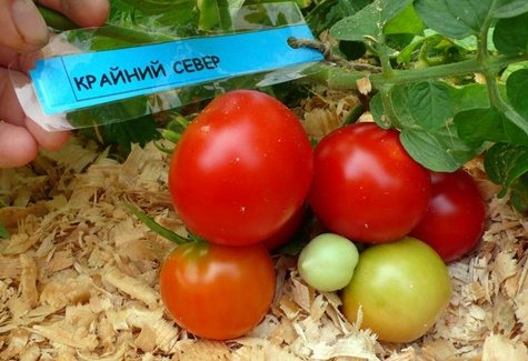 Ултраранно узряващи нискорастящи сортове домати Далечен север