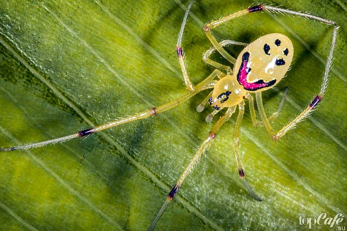 Usměvavý pavouk