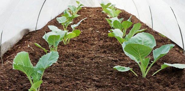 Unique planting of cabbage before winter